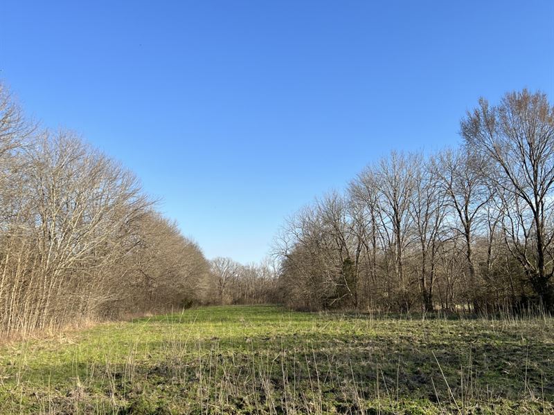 155 Acres Perry County : Marion : Perry County : Alabama