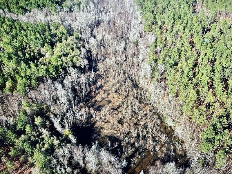 Beaver Dam Creek Hunting Property : Irwinton : Wilkinson County : Georgia