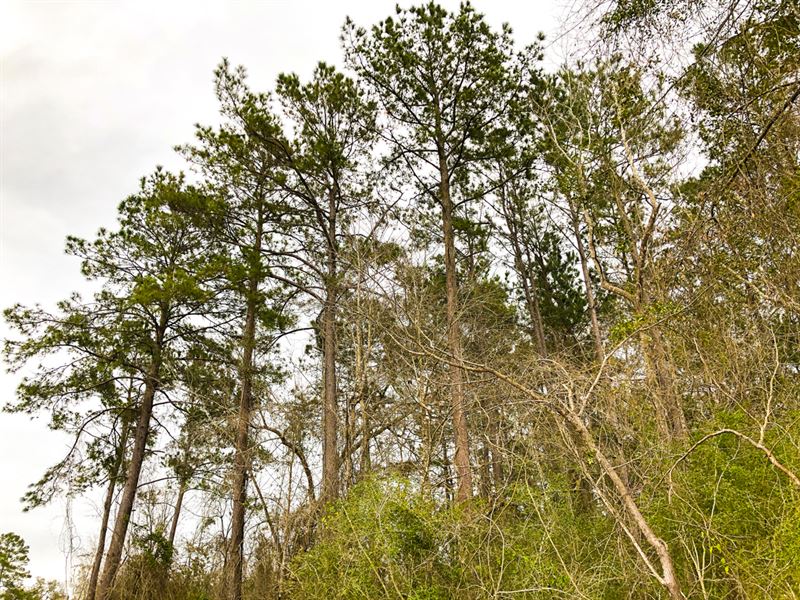 13 Acres, T-10 Spurger Pines : Spurger : Tyler County : Texas