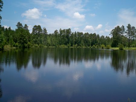 Must See 126 Acres with Pond : Swainsboro : Emanuel County : Georgia
