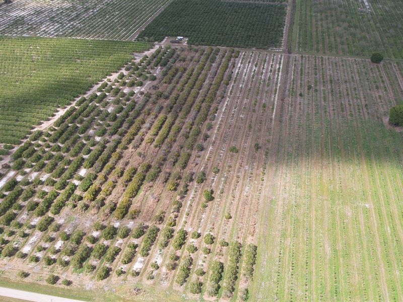 Goose Pond Road Grove, Farm for Sale in Florida, 308252 FARMFLIP