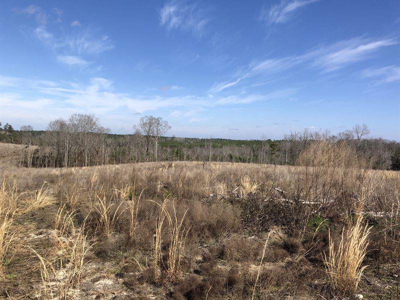 The Sanctuary Tract : Buena Vista : Marion County : Georgia