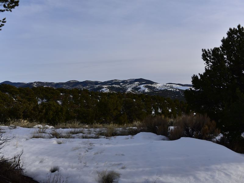Forested Land for Sale : Fort Garland : Costilla County : Colorado
