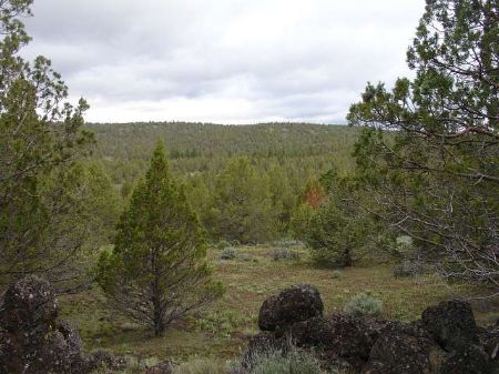 40 Ac Near Modoc National Forest : Alturas : Modoc County : California