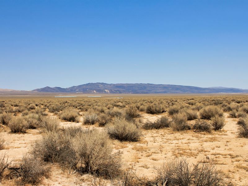 40 Acres & Your Bug Out Bag : Lockhart : San Bernardino County : California