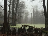 A Rare Island Property : Aliceville : Greene County : Alabama