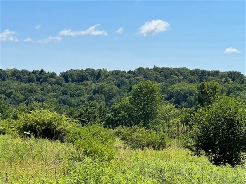 Near Beaver Meadow State Forest : Smyrna : Chenango County : New York