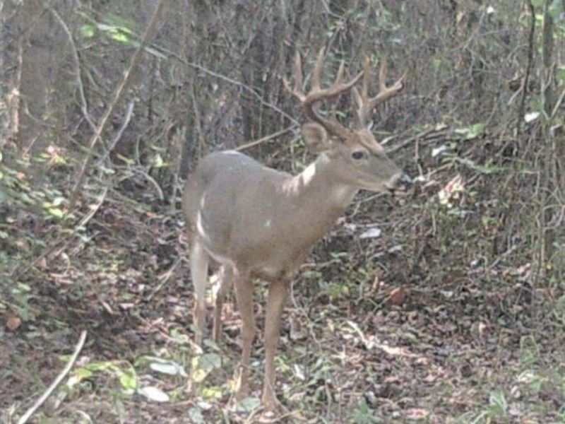 Gently Rolling Acres in Northern LA : Florence : Lauderdale County : Alabama