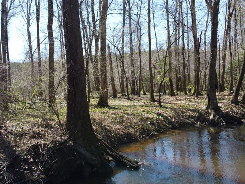 Whitetail & Turkey Pine Plantation : Keysville : Burke County : Georgia