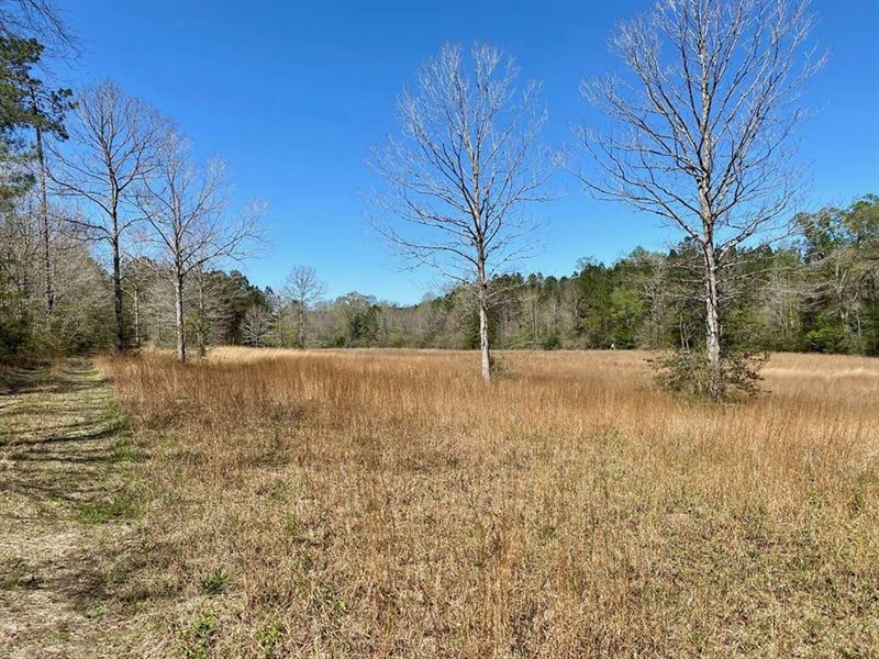 20 Acres Pastureland for Sale Kentw : Kentwood : Tangipahoa Parish : Louisiana