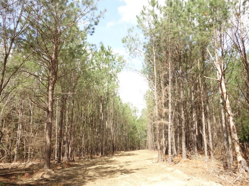 Attractive Homesite in The Country : Pomaria : Newberry County : South Carolina