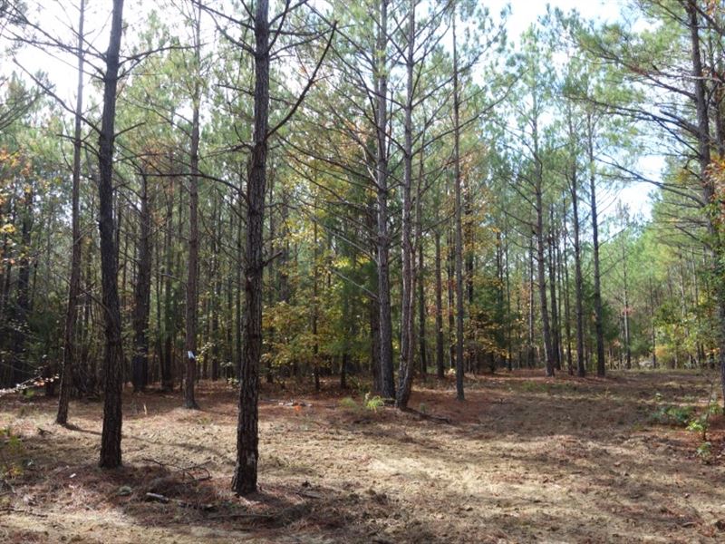 Excellent Hunting Tract : Pomaria : Newberry County : South Carolina
