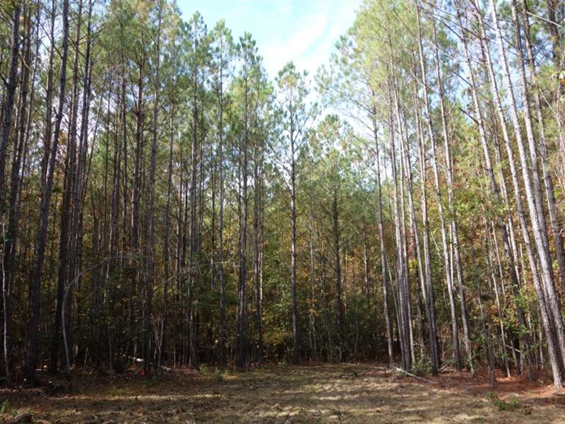 The One You've Been Looking For : Pomaria : Newberry County : South Carolina