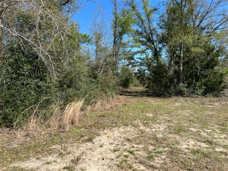 Secluded 52 Acres with Great View : Altha : Calhoun County : Florida