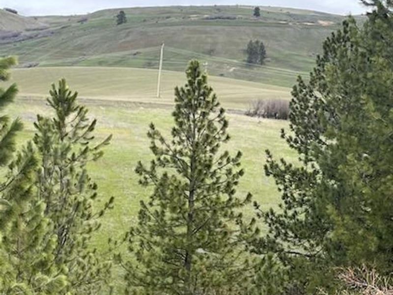 Home Site with a River View : Lenore : Nez Perce County : Idaho