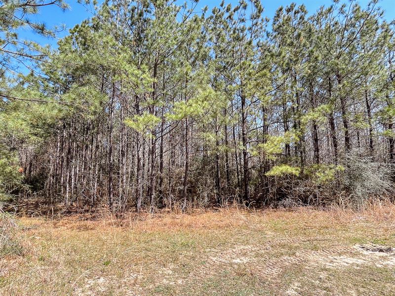 55 Acres, CR 4086 Belgrade, TX : Belgrade : Newton County : Texas