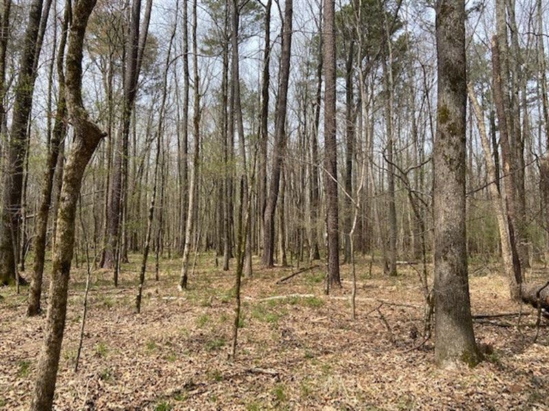 335 Acres in Aarons Corner, NC : Aarons Corner : Anson County : North Carolina