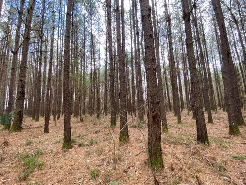 47 Acres in Newton County in Hickor : Hickory : Newton County : Mississippi