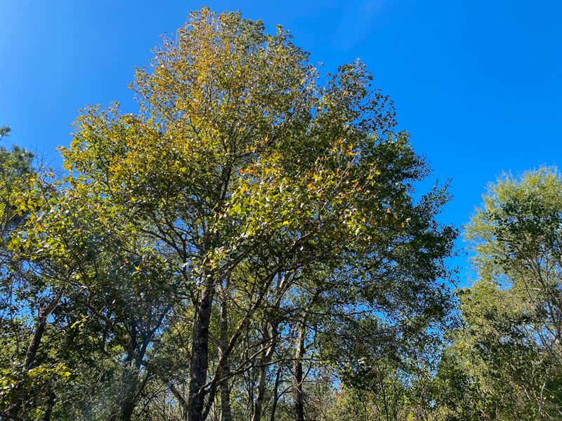 581 Acres, Devers Forest : Devers : Hardin County : Texas