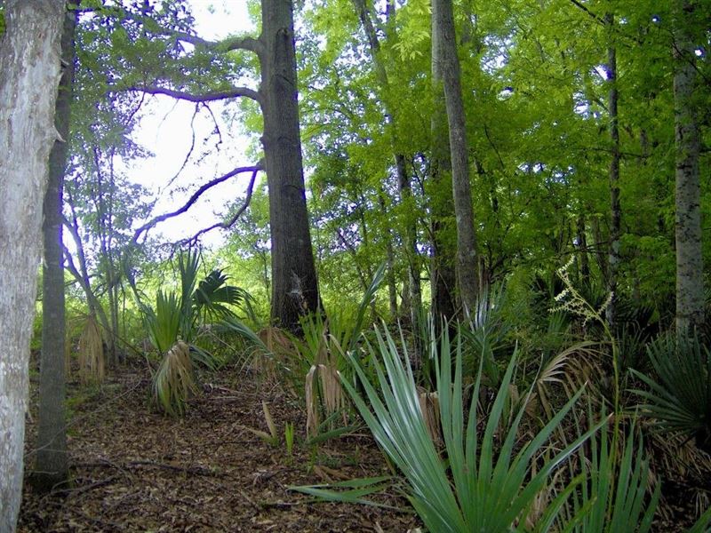 29 Acres of Tensas Parish Hunti : Waterproof : Tensas Parish : Louisiana