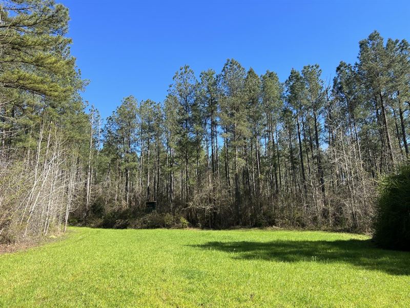 210 Acres Perry County : Centreville : Perry County : Alabama