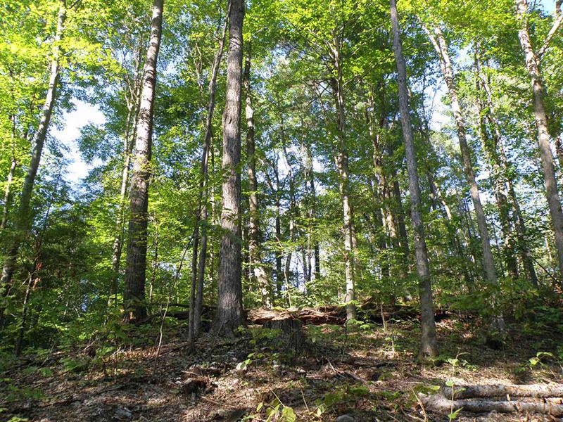 Middle Plains Forest : Middlebury : Addison County : Vermont