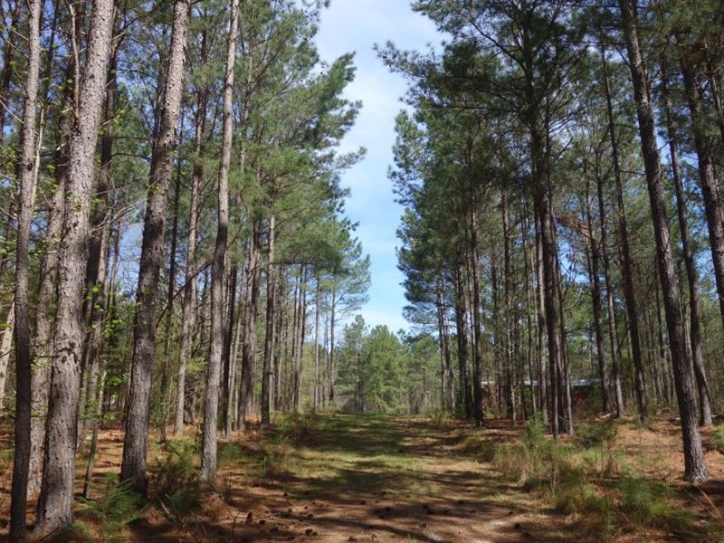 Quality Recreational Timber Tract : Ridgeway : Fairfield County : South Carolina