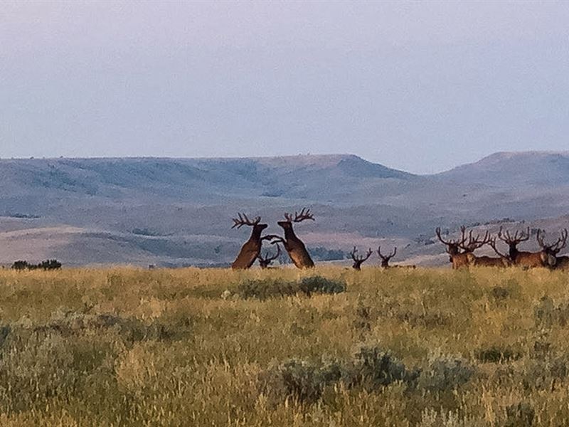 Elk Habitat At The Beartooth-Views : Red Lodge : Carbon County : Montana