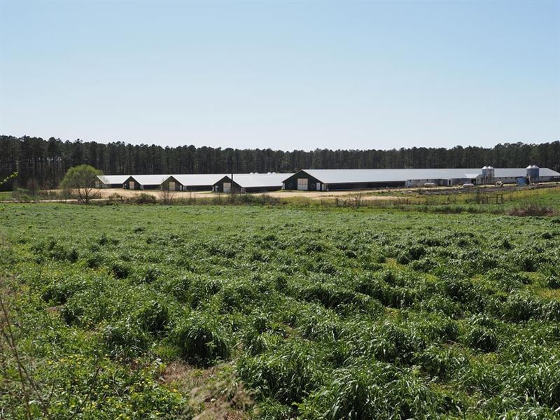 5 House Poultry Farm for Sale, 50 : Collins : Covington County : Mississippi