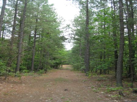 406 Acres Timberland : Columbia : Cumberland County : Virginia