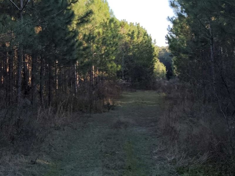 A Peaceful 40 Acres, Vacant Land : O'brien : Suwannee County : Florida
