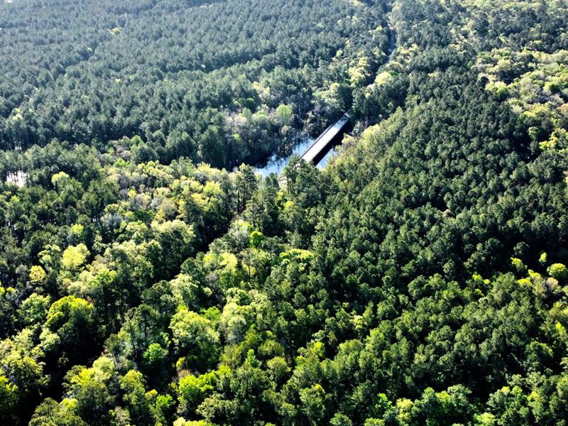 Pierce Road Tract : Walterboro : Colleton County : South Carolina