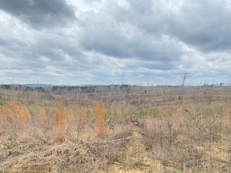 67 Acres in Calhoun County in Banne : Banner : Calhoun County : Mississippi