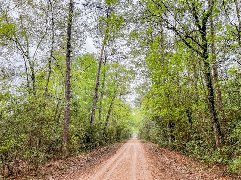 30 Acres, T3 Bragg Road : Kountze : Hardin County : Texas