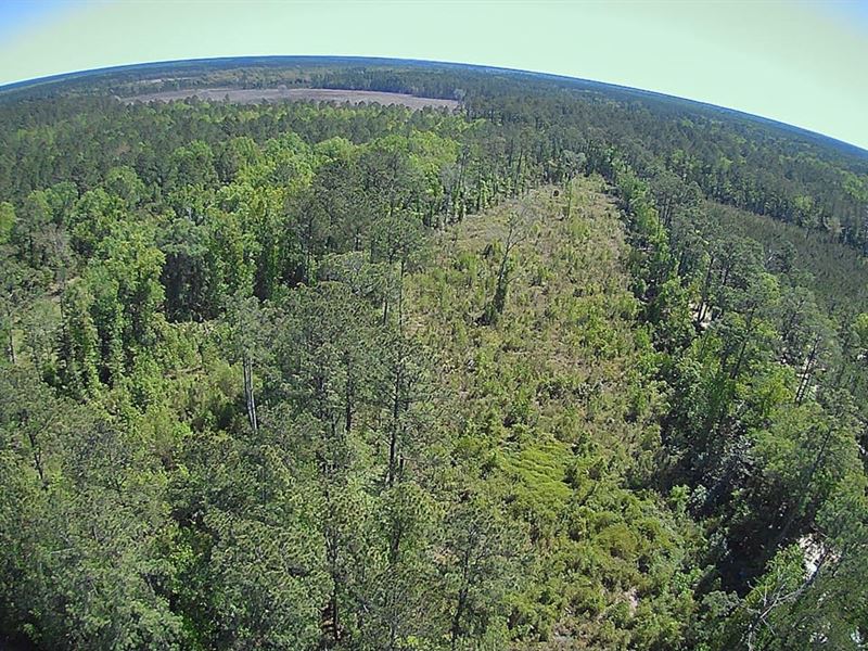 8.5 Acres in Camden County, GA : White Oak : Camden County : Georgia