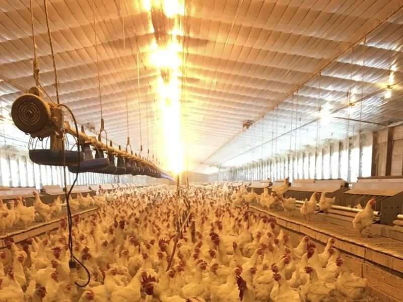 4 House Chicken Breeder Farm : Buffalo : Leon County : Texas