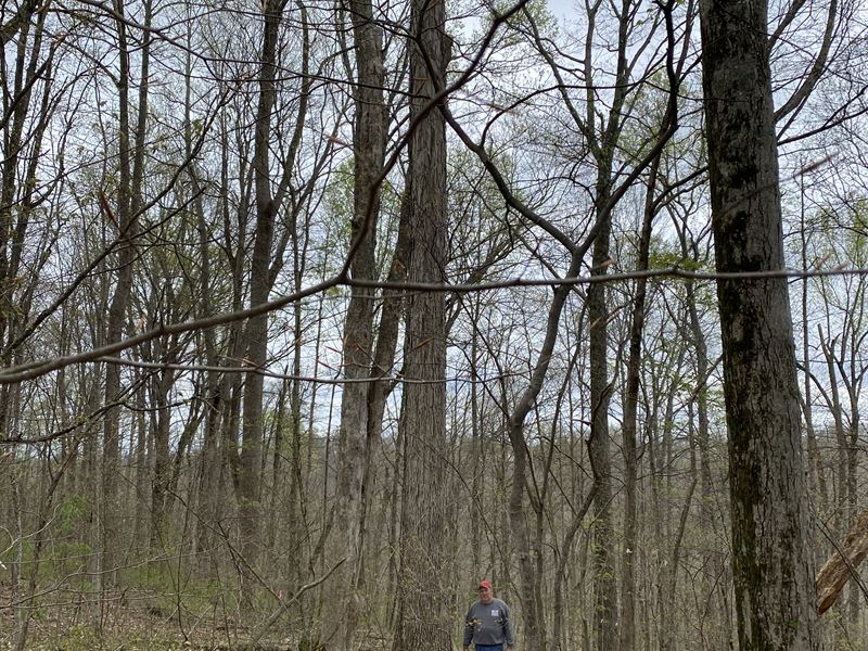 Kentucky Timber Auction, Farm Auction in Kentucky, 317798 FARMFLIP