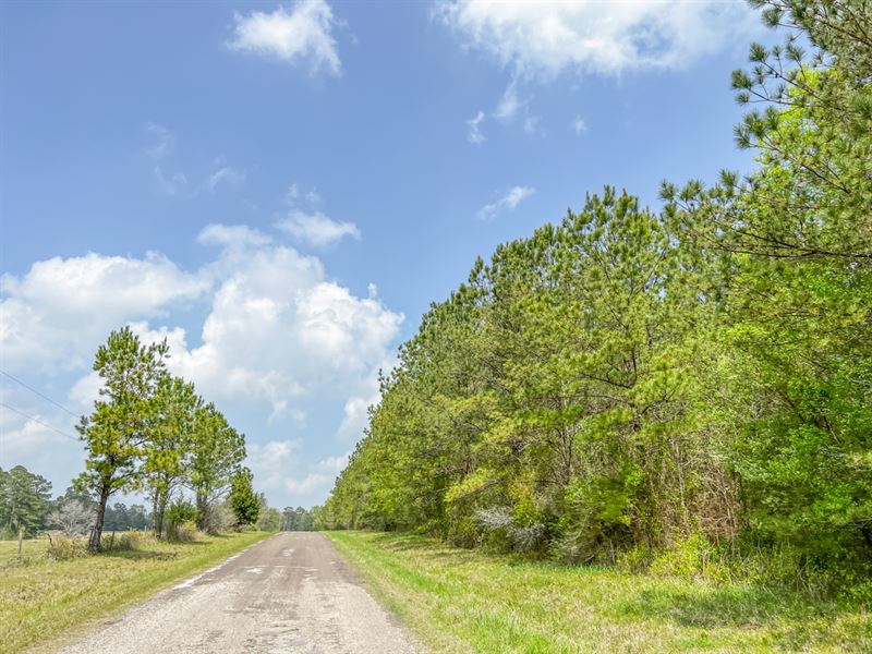 17 Acres, T-13 Caney Pines : Chester : Tyler County : Texas