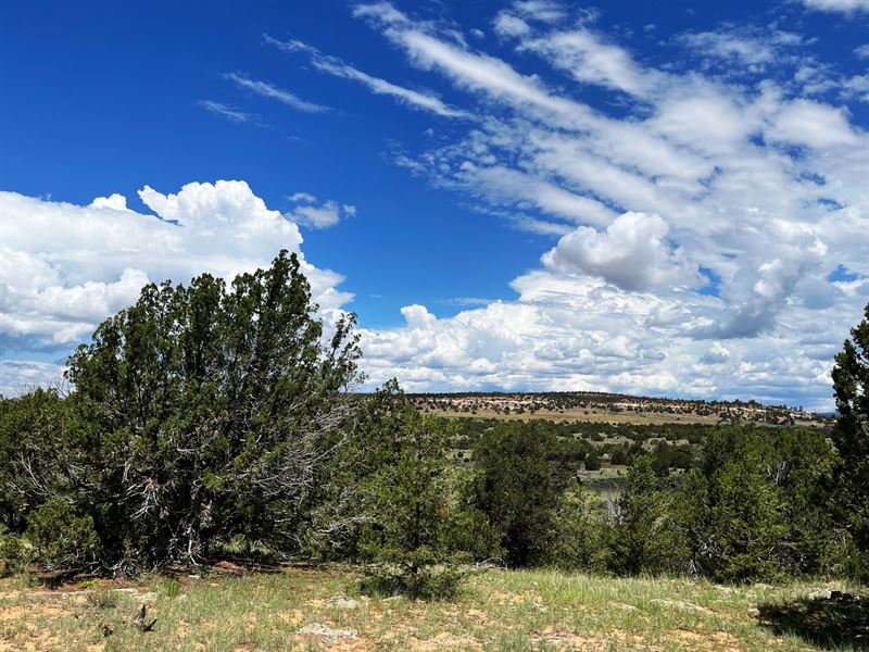 640 Acres in Ramah, New Mexico, Farm for Sale in New Mexico, 318226