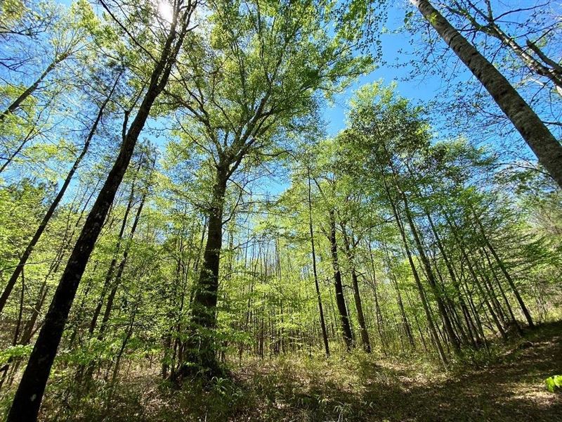 100 Acres Sulligent, AL : Sulligent : Lamar County : Alabama