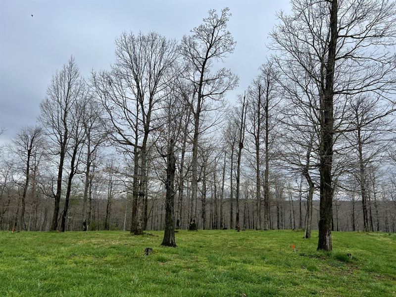 9.28 Acre Treed Lot in Williamson : Primm Springs : Williamson County : Tennessee
