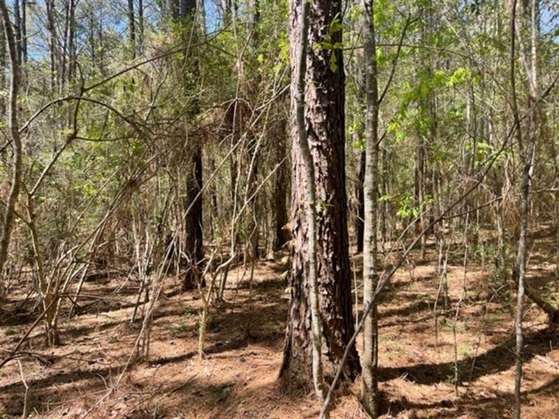38 Acres in Jones County in Moselle : Seminary : Jones County : Mississippi