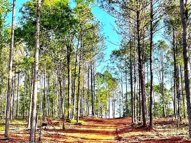 Gorgeous Tract Assemblage : Nicholsoln : Jackson County : Georgia