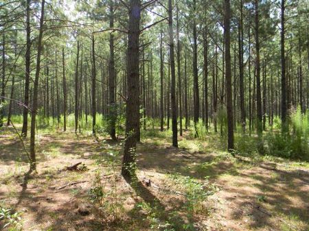150 Acre Hunting Tract : Tuskegee : Macon County : Alabama