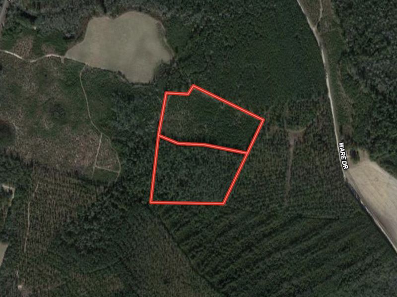 23.33 Acres of Timber Land For Sale : Nichols : Horry County : South Carolina