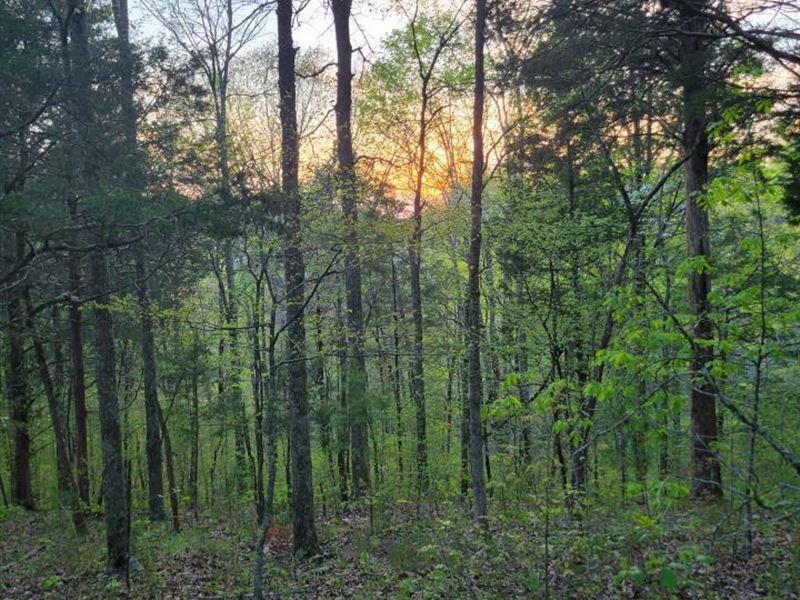 5+ Acres with Owner Financing : Newport : Cocke County : Tennessee