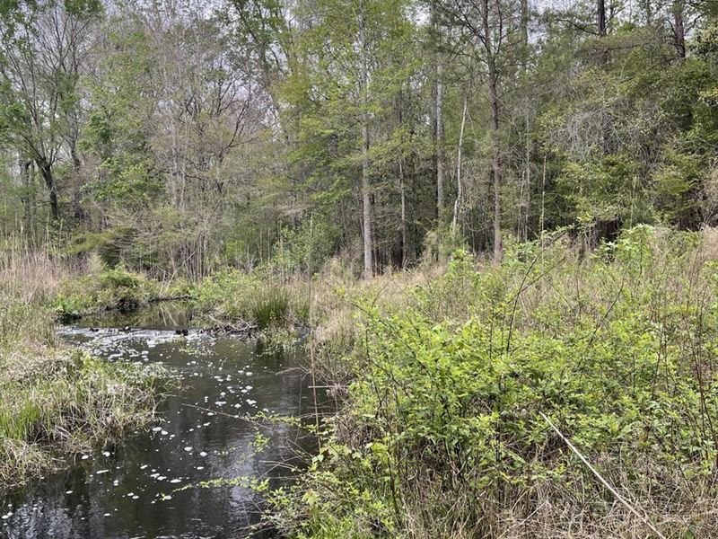 144 Acres in Smoaks, South Carolina : Smoaks : Colleton County : South Carolina