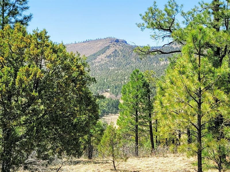 Forested Mountain Estate : Nutrioso : Apache County : Arizona