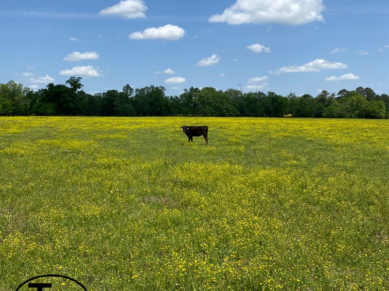 Yellowflower Cattle Tract : Childersburg : Talladega County : Alabama