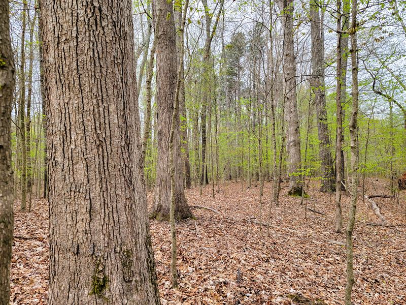 80+/ Acres, Weakley County Farm for Sale in Dresden, Weakley County